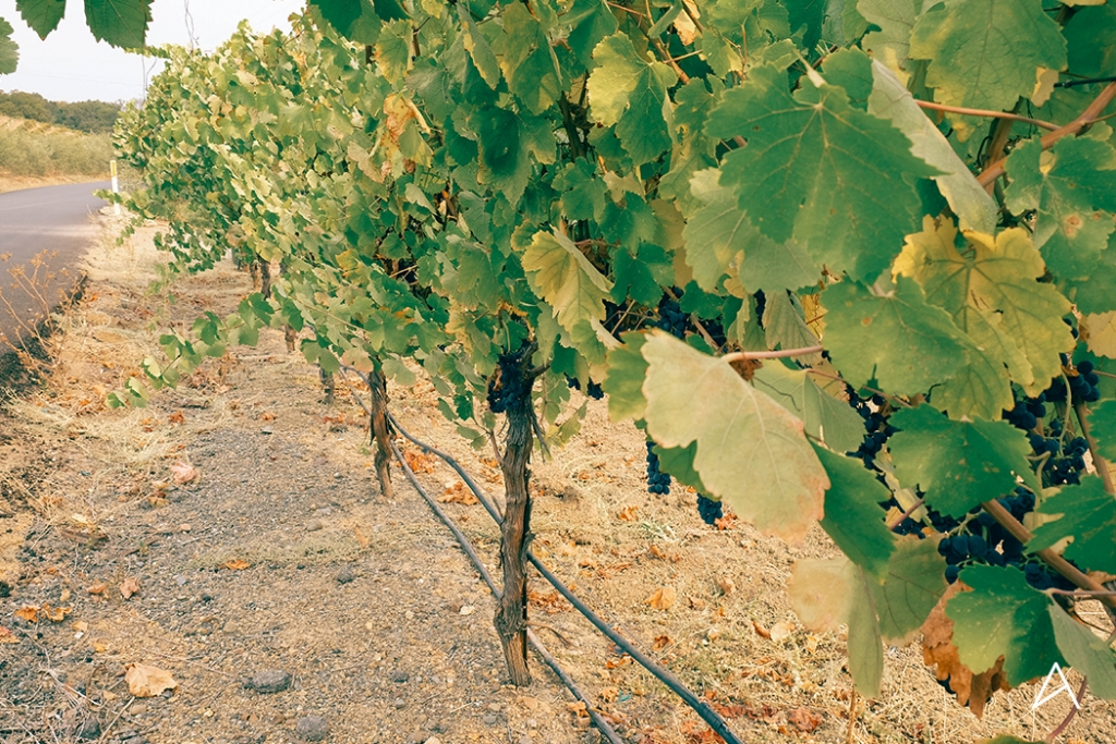 Sonoma_SipnCycle_8