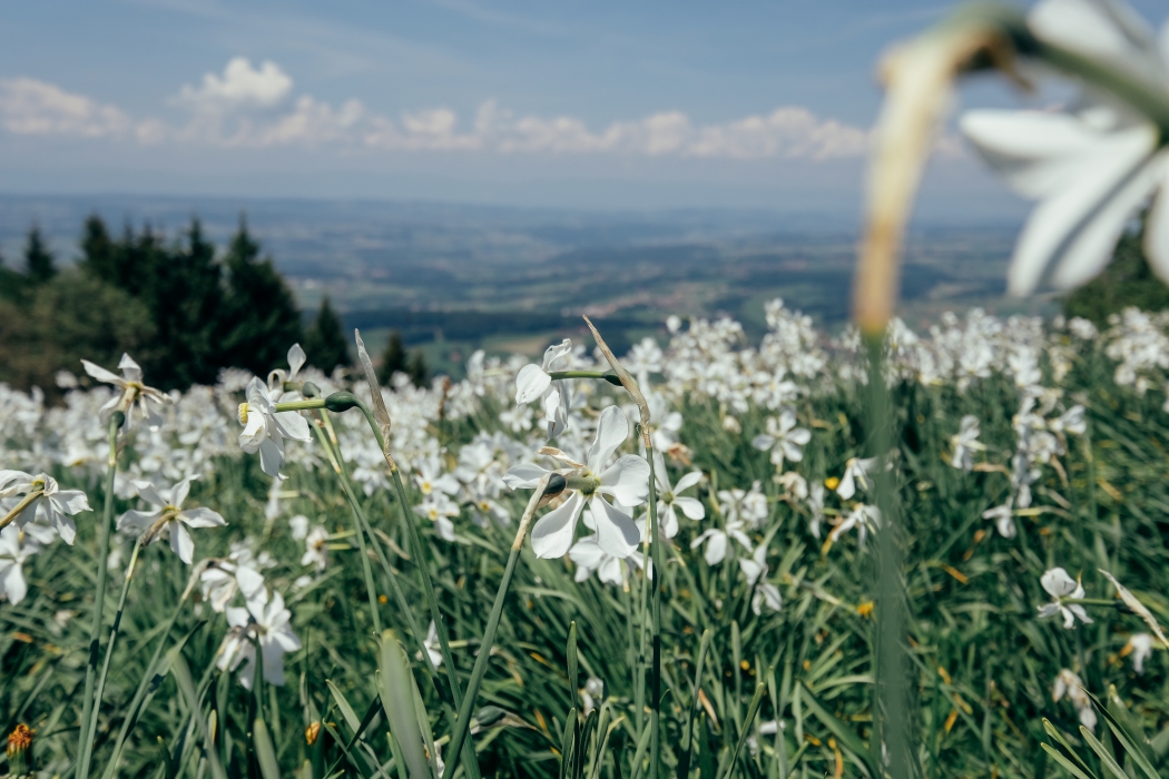 Le sentier des narcisses aux Pléiades - Awwway