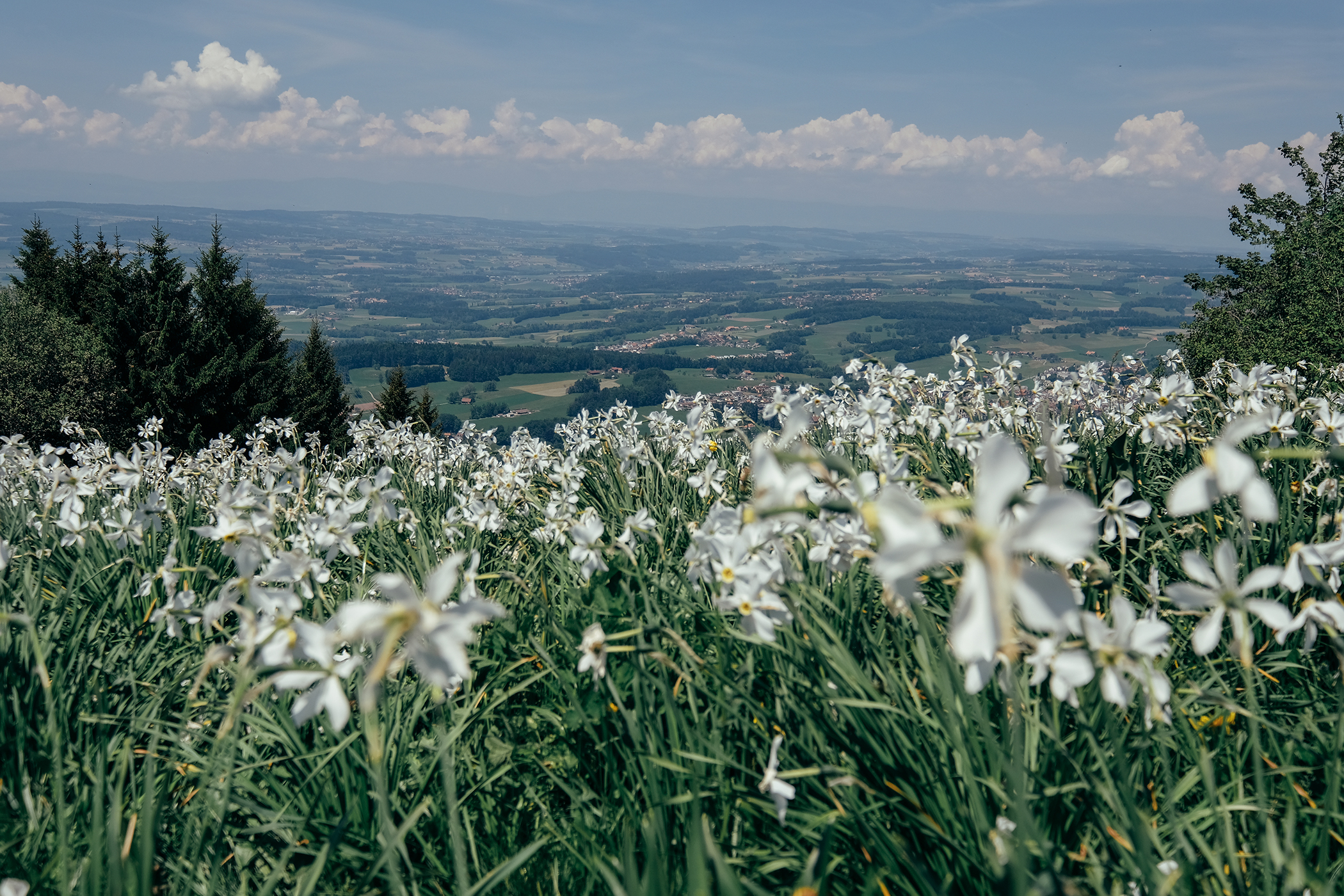 Le Sentier Des Narcisses Aux Pléiades Awwway