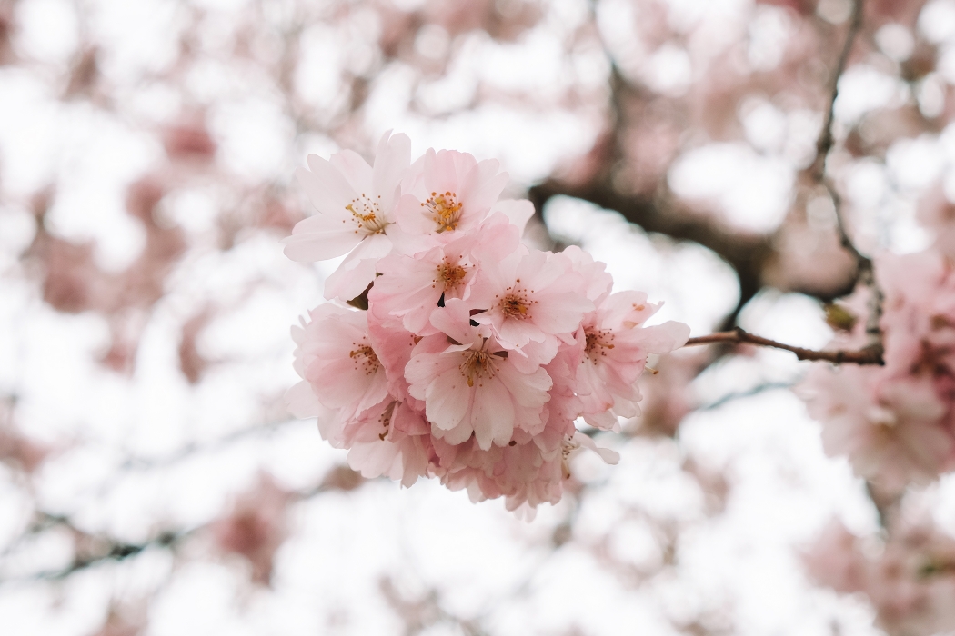 Lausanne En Rose Cerisiers Pour Le Printemps Awwway
