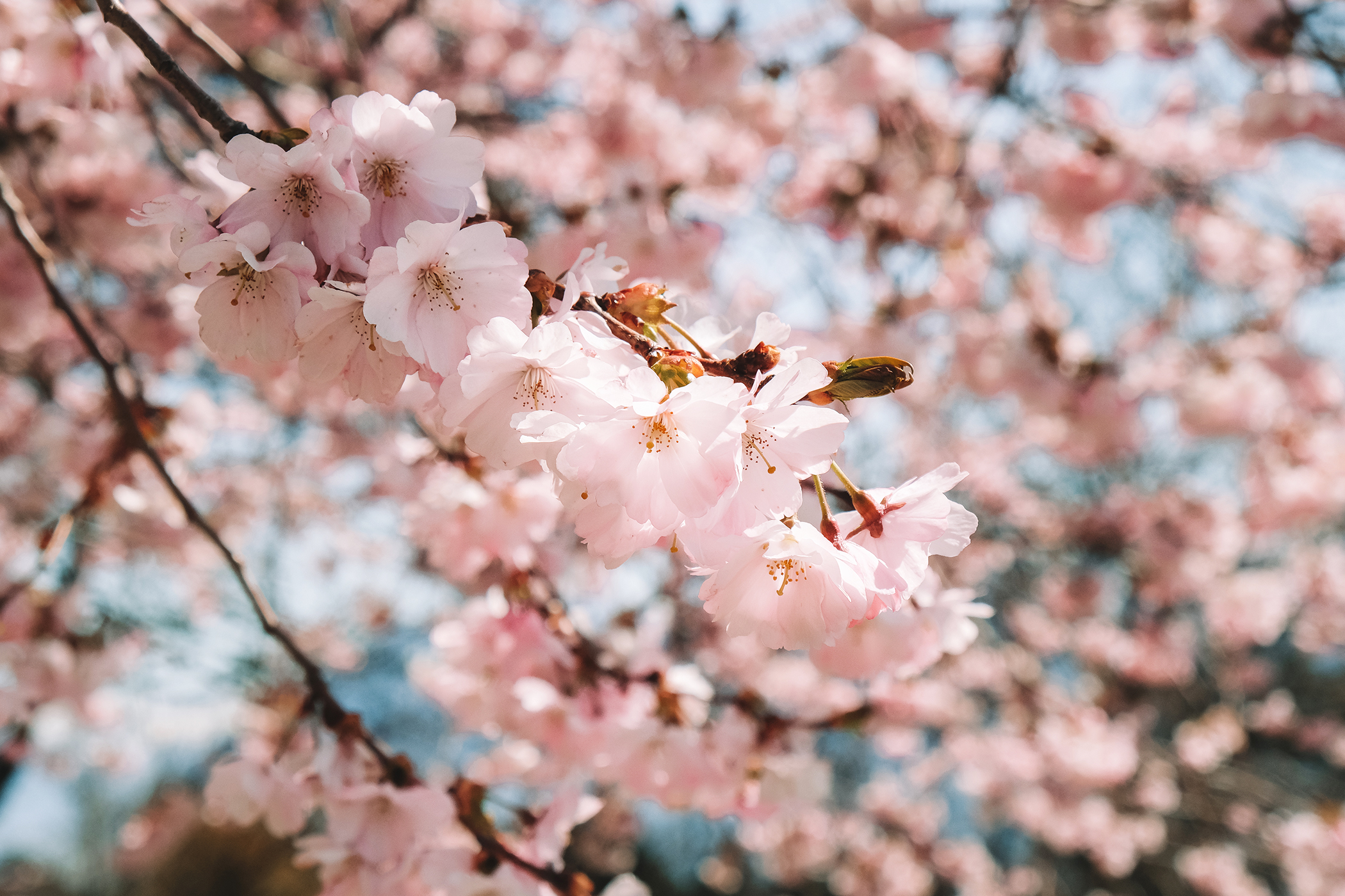 Lausanne En Rose Cerisiers Pour Le Printemps Awwway